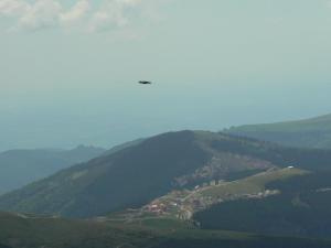 Soim Transalpina                   